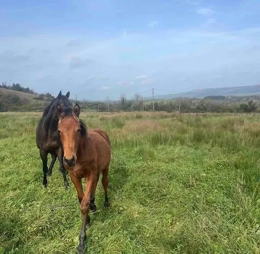 With Hot Tub - Nyaraló Boyle